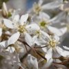 Muchovník Lamarckův - Amelanchier lamarckii - 200 - 220 - vícekmen