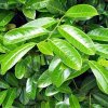 Bobkovišeň lékařská ´Rotundifolia´ - Prunus laurocerasus - 130 - 150 cm