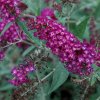 Komule davidova - Buddleja davidii - ´Humdinger´Magenta Munchkin ® - 2 l