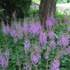 Astilbe chinensis var. pumila