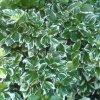 Brslen Fortuneův ´Silver Queen ®´ - Euonymus fortunei