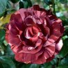 Hnědá růže Meilland Brownie ®  Rose Brownie ®