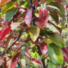 Malus toringo Scarlett