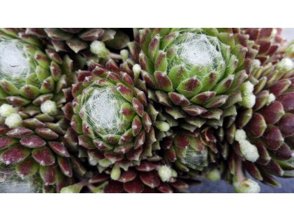 Sempervium – Netřesk