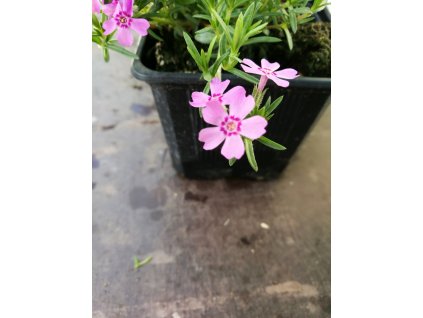 Phlox Subulata Eye Candy – Plaménka