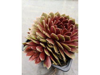 Sempervium – Netřesk