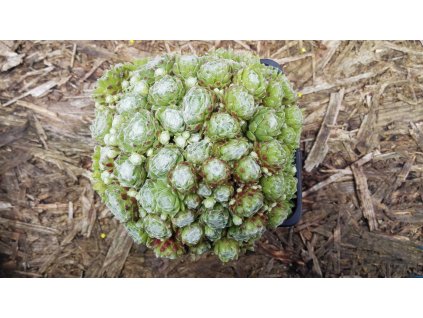 Sempervium – Netřesk