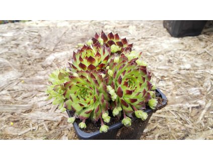 Sempervium – Netřesk