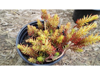 Sedum „Sediforme Gold“ – Rozchodník