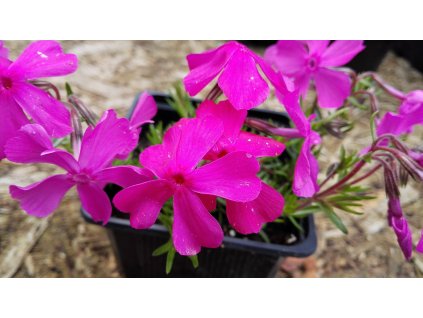 Phlox Subulata McDaniel´s – Plaménka