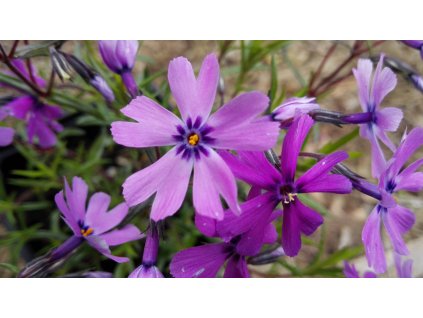 Phlox Subulata Purple Beauty – Plaménka