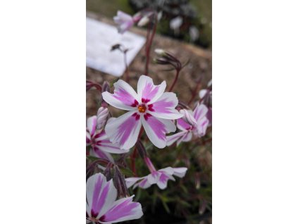 Phlox Subulata Candy Stripes – Plaménka