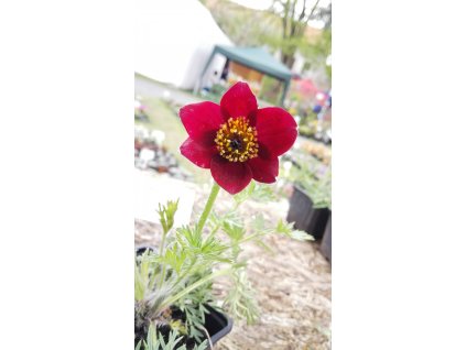 Pulsaltilla Vulgaris Pinwheel Dark Red Shades – Koniklec