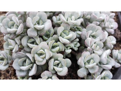 Sedum Spathulifolium Cape Blanco – Rozchodník