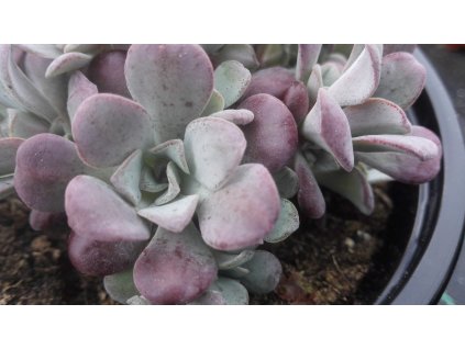 Sedum Spathulifolium Purpureum – Rozchodnik