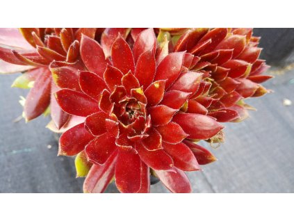 Sempervium – Netřesk