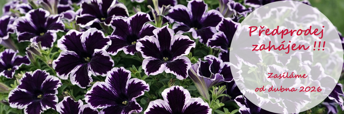 Předprodej zahájen