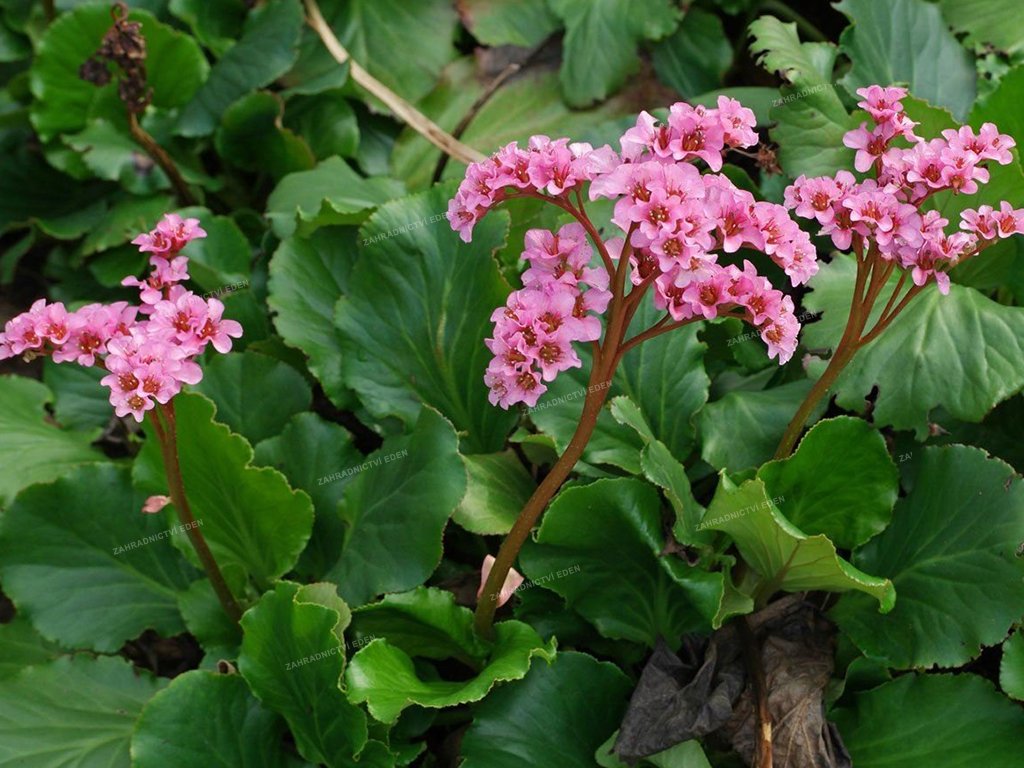 2952 bergenie srdcolista