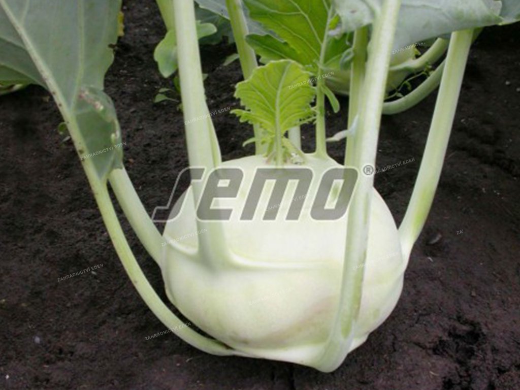 Kedluben bílý k rychlení | Brassica oleracea Gongylodes Group