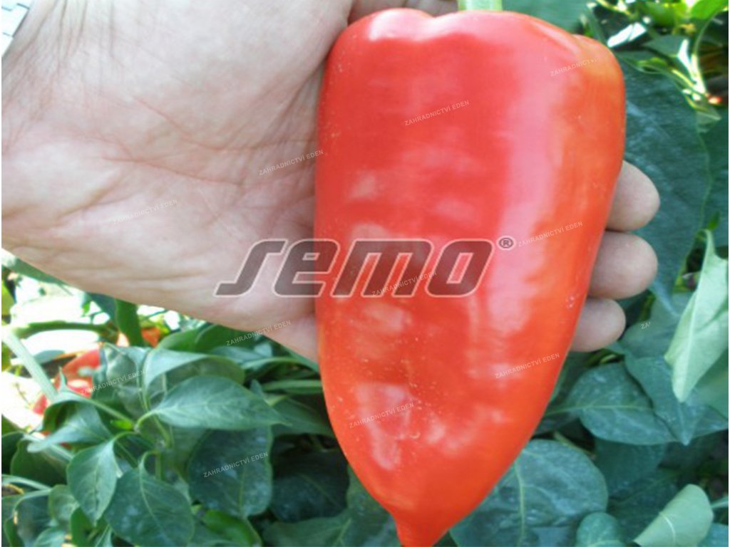 Paprika zeleninová sladká Rafael F1 | Capsicum annuum