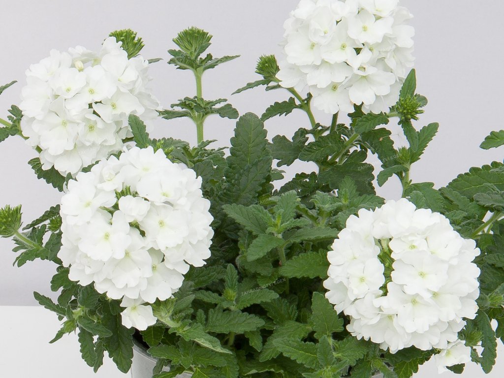 Sporýš zkřížený sel® Lascar® White'22 | Verbena cultivars sel® Lascar® White'22