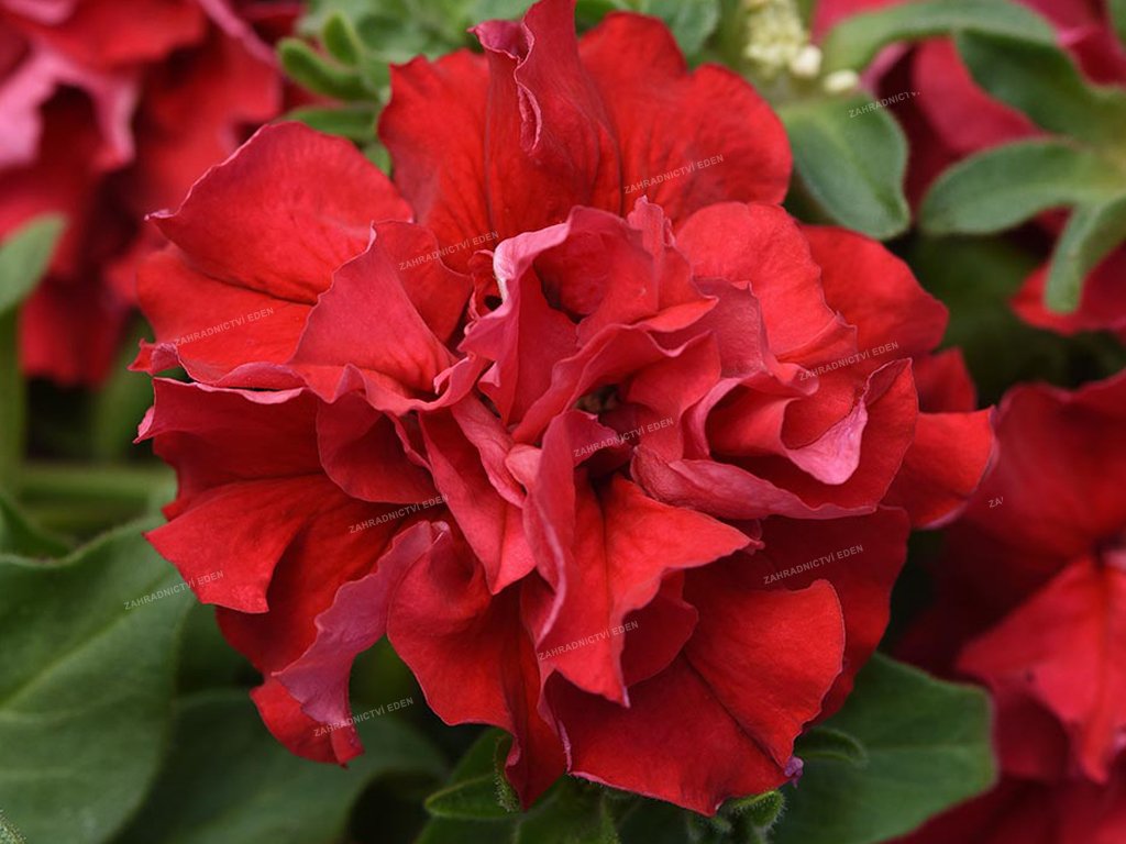 Petunia Cascade Double Valentine Red