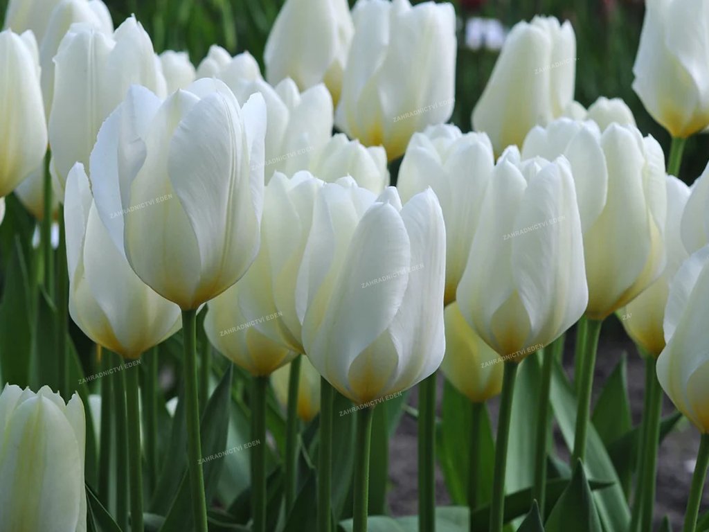 tulipa purissima