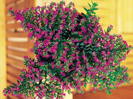 1989 japonska myrta purple