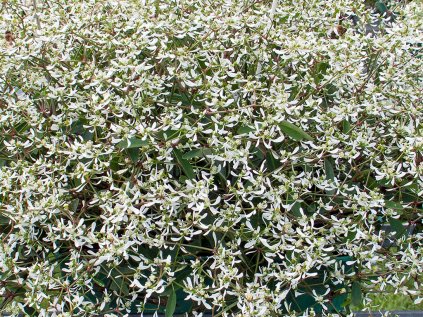Pryšec třezalkovitý Loreen® White | Euphorbia hypericifolia