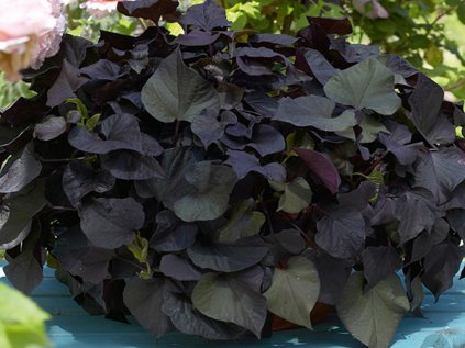 Povíjnice Sunpuma® Black Tone