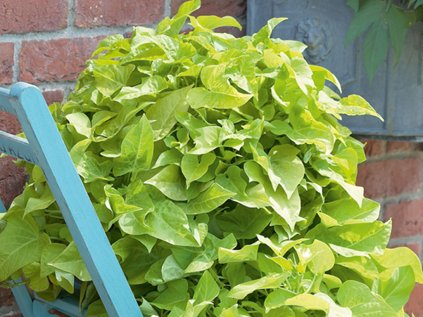 2013 povijnice sunpuma lime