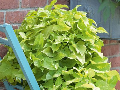 Povíjnice Sunpuma® Lime