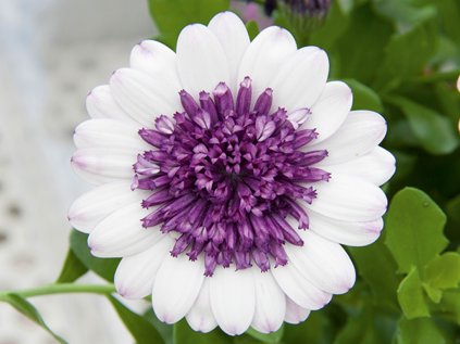 2016 paprskovka 3d blueberry shake