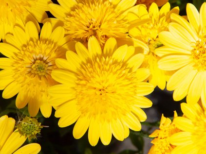 Paprskovka 3D Deep Sun | Osteospermum ecklonis