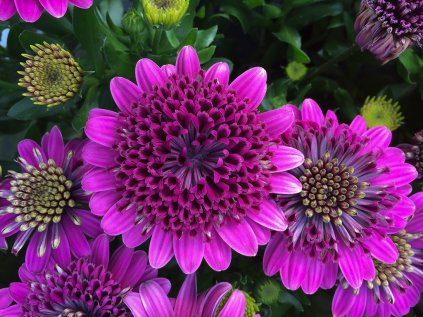 Paprskovka 3D Purple '18