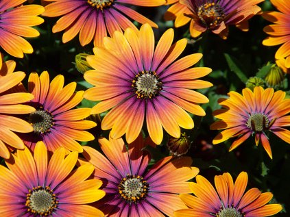 2025 paprskovka flowerpower purple sun