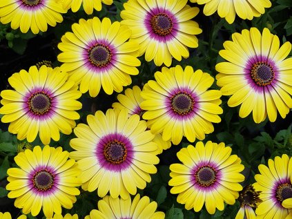 Paprskovka FlowerPower® Tropic Sun 26 | Osteospermum ecklonis
