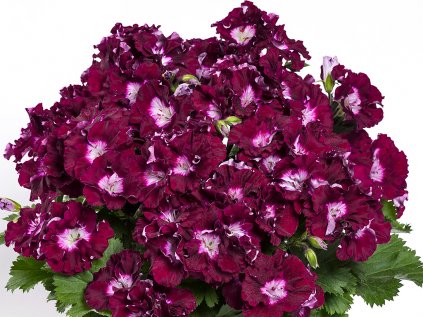 Muškát velkokvětý pac® Bermuda® Merlot