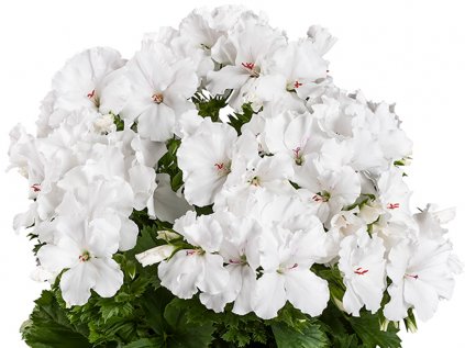 Muškát velkokvětý pac® Candy Flowers® White | Pelargonium grandiflorum