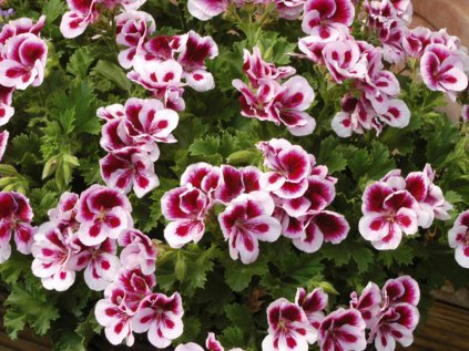 Muškát velkokvětý pac® Candy Flowers® Bicolor | Pelargonium grandiflorum