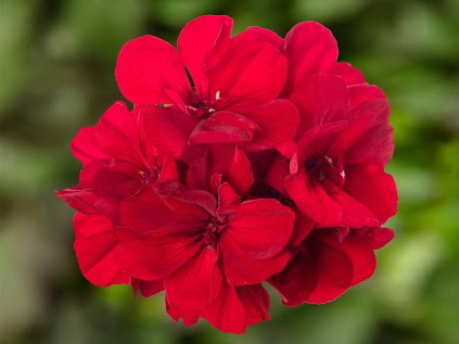 Muškát hybridní Calliope® M Dark Red | Pelargonium interspecific