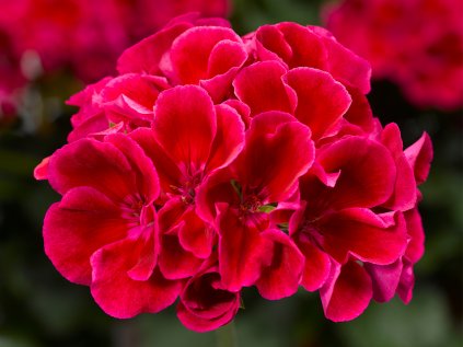 Muškát hybridní Calliope® M Red Splash | Pelargonium interspecific