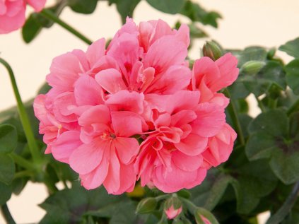 Muškát převislý plnokvětý Royal® @Coral | Pelargonium peltatum