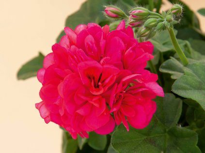 Muškát převislý plnokvětý Royal® @Hot Pink | Pelargonium peltatum