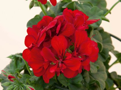 2097 muskat previsly plnokvety royal red