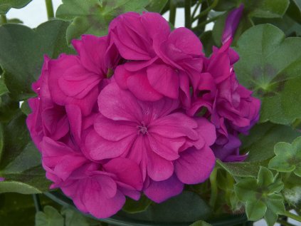 Muškát převislý plnokvětý Royal® Blue