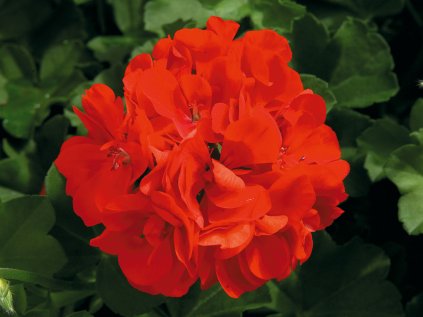 Muškát převislý plnokvětý Royal® Fire | Pelargonium peltatum