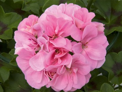 Muškát převislý plnokvětý Royal® Light Pink | Pelargonium peltatum