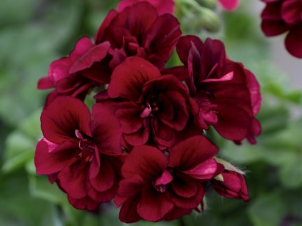 Muškát převislý plnokvětý Royal® Night '12