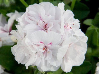 Muškát převislý plnokvětý Royal® White Wings